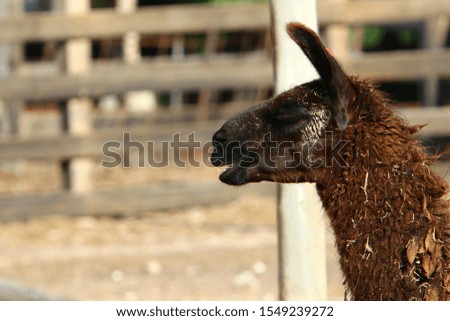 Alpaki - a cloven-hoofed animal lives on a farm in the Negev desert in the south of Israel