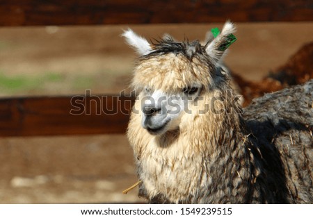 Alpaki - a cloven-hoofed animal lives on a farm in the Negev desert in the south of Israel