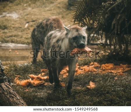 hyena carrying pumpkin in a field