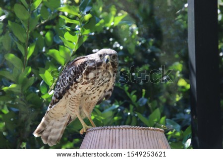 Young red shouldered hawk raptor bird of prey perched on outdoor lamp on patio.