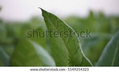 the beauty of green tobacco leaves