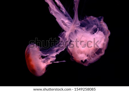 Purple Jelly Fish playing together with black background