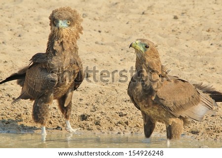 Bateleur and Martial Eaglets - Wild Bird Background from Africa - Anger management through puffed feathers