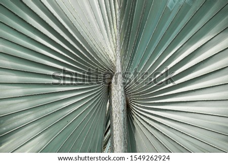 Palm leaf in the tropes in An Giang, Vietnam