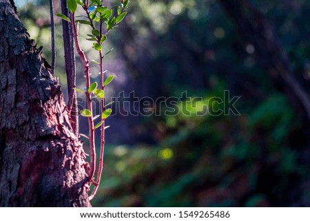 young leaves on a tree bark