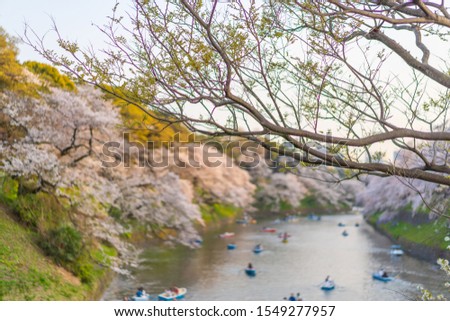 Cherry blossoms at evening at Chidoriga fuchi Means Famous Cherry-blossom viewing place at Tokyo in Japan. With Sightseeing boat on River.