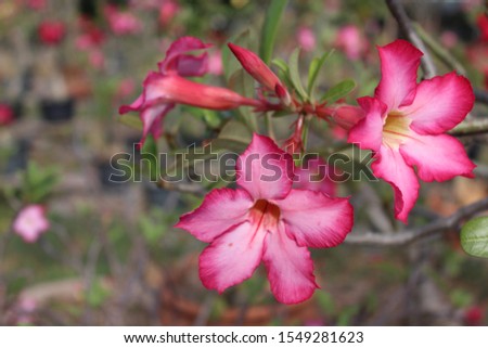 Variety of pink Bignonia flowers or Adenium flowers, Adenium multiflorum, desert roses on the beautiful azalea pink flowers in the garden. Fresh pink flowers for the background