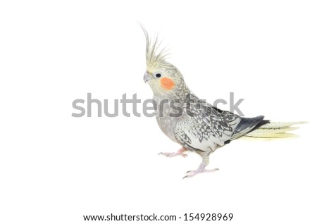 Picture of a female cockatiel with "pearl" colour mutation isolated on white.