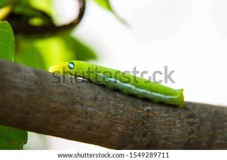 the green Caterpillar isolated on tree.