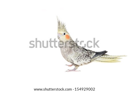 Picture of a female cockatiel with "pearl" colour mutation isolated on white.