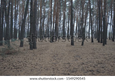 pine forest on a cloudy fall day