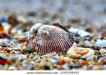 Shell on the sand near the sea