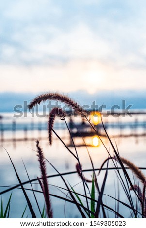 Grass flower with Kwan Phayao background, Thailand.
