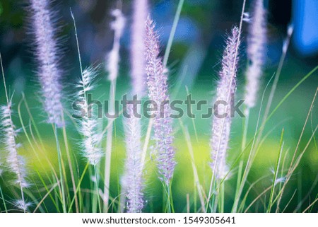 Grass flower with natural background, Thailand.
