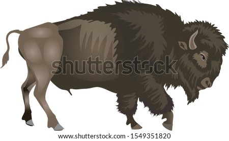 North American Buffalo Bison, wild life animal - Vector
