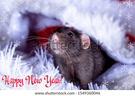 A dark gray rat on a white background in a Santa Claus hat. Christmas card. blank for design
