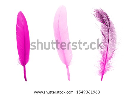 set of pink color feathers isolated on white background