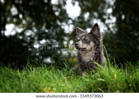 Portrait dog in front of trees in the grass in autumn

