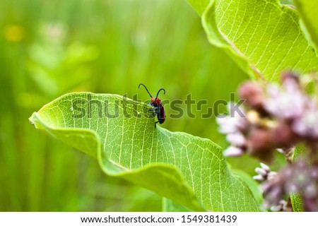 The red milkweed beetle (Tetraopes tetrphthalmus) an herbivore, is given this name because they are generally host specific to milkweed plants.