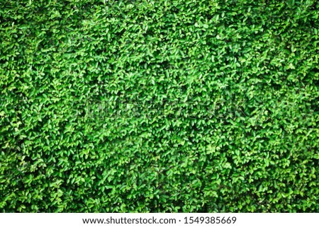 Close up of fresh green grass texture background at the park