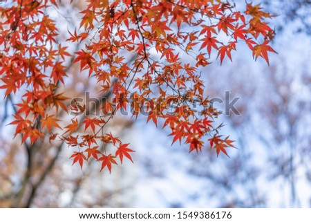 Beautiful and Colorful red Momiji leaf Means Maple leaf in Japanese at Hibiya park in Tokyo in Japan
