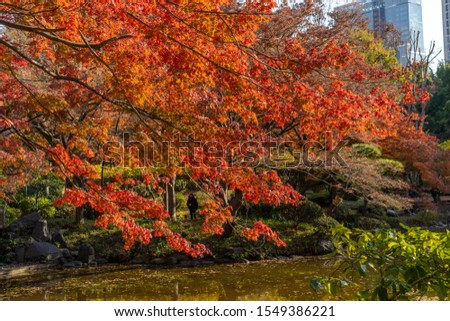 Beautiful and Colorful red Momiji leaf Means Maple leaf in Japanese at Hibiya park in Tokyo in Japan. With pond and Maple is reflected to the pond. 