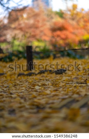 Beautiful and Colorful red Momiji leaf Means Maple leaf in Japanese at Hibiya park in Tokyo in Japan. With flower carpet of Ginkgo.