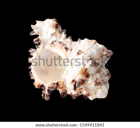 Sea shell isolated on a black background.