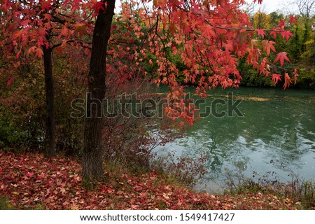 Red maple trees on Marne river banks in autumn cloudy day. Ile-de-France, France. Autumn beautiful nature background. Natural beauty concept. 
