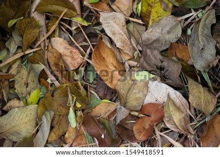Dried leaves fall in the sign of autumn. a picture of dried leaves that can be used for background and wallpaper