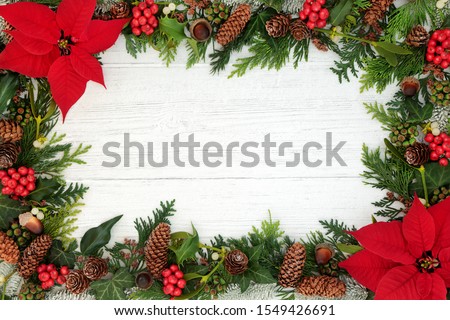 Poinsettia flower background border with holly, mistletoe and winter flora on rustic white wood background with copy space. Traditional Thanksgiving or Christmas theme.