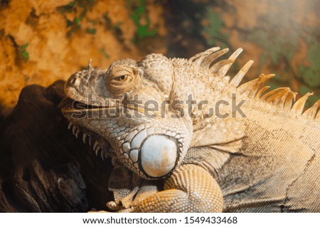 Close up picture of a giant white iguana lizard standing on a piece of wood, hiding from the heat of the mid day summer sun under the foliage of the tree. blurred background