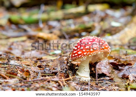 Beautiful but Deadly. Picture of a poisonous fly agaric in a forest in Bavaria