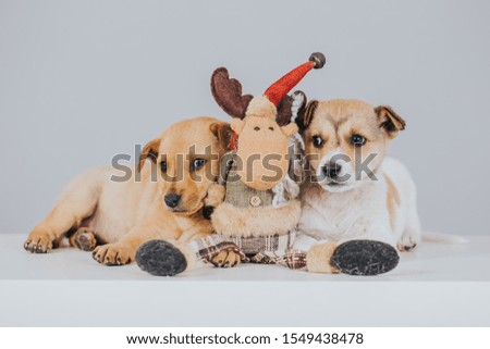 Holiday image with puppies waiting for adoption. Adopt for Christmas. 