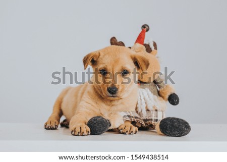 Holiday image with puppies waiting for adoption. Adopt for Christmas. 