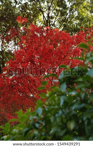 The leaves changing color yellow orange and red in fall season. (Autumn garden background) (select focus)