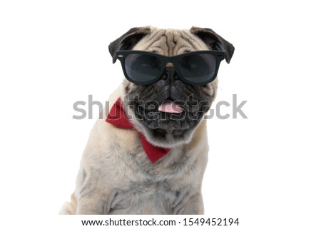 cool pug wearing sunglasses, bowtie, panting and sticking out tongue, sitting isolated on white background, portrait