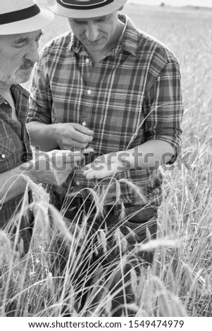 Black and white photo of farmers examining wheat grains in field