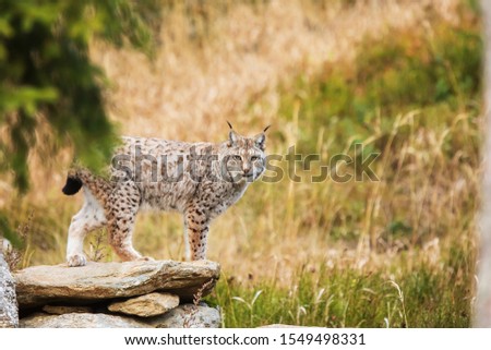 Eurasian lynx (Lynx lynx) looks towards the camera