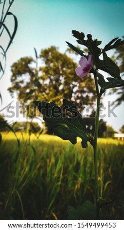 Plant picture withe beautiful pink flower wild life outdoor photography edited version with lightroom 