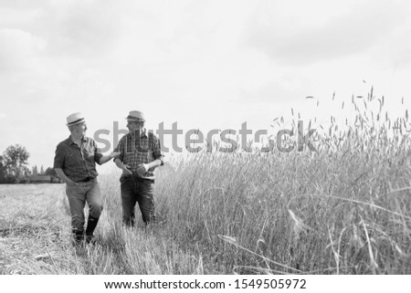 Black and white photo of Mature showing wheat field to senior farmer