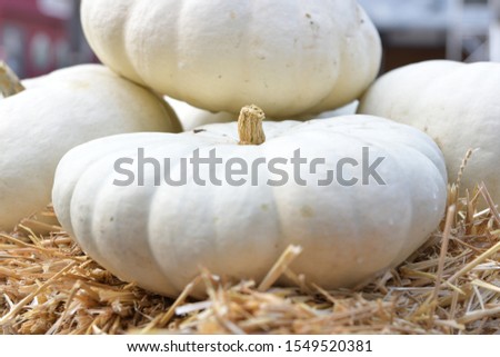 White pumpkins on  straw in day light.side view.
