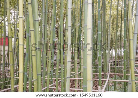 Outdoor botanical garden with green bamboo. Close up bamboo blant in forest of giant ferns.