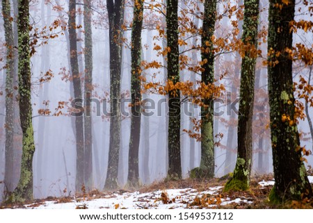 Magic, mysterious forest with trees in fog