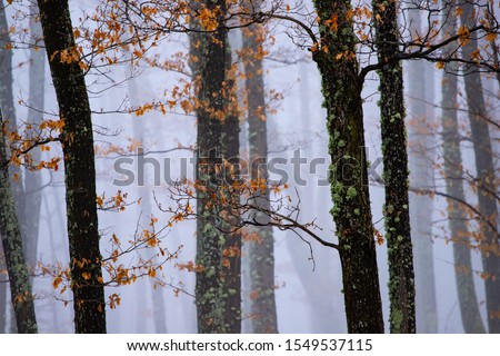 Magic, mysterious forest with trees in fog
