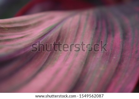 A pink textured leaf with parallel veins