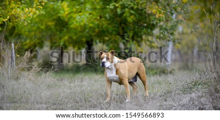 American Staffordshire Terrier pictured in nature  