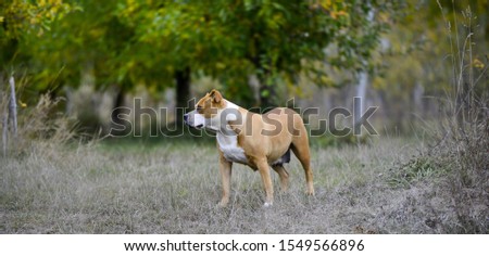 American Staffordshire Terrier pictured in nature  