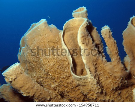 Underwater picture of a Sponge in the Caribbean sea around Bonaire. 