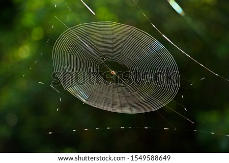 The beauty of the radial symmetry of a Kite Spider web, part of the Orb Web family, is caught in the early morning rays of sunlight. Each day the little arachnid has to build a new masterpiece Royalty-Free Stock Photo #1549588649
